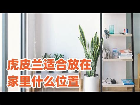 房間可以放娃娃嗎|房間放娃娃好嗎？